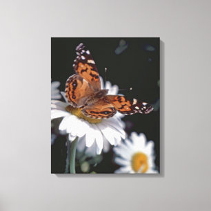 American Painted Lady Butterfly op Daisy Canvas Afdruk