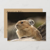 American Pika Briefkaart (Voorkant / Achterkant)