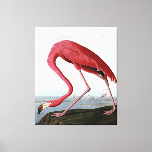 American Pink Flamingo Gift Lover| Schets Flamingo Canvas Afdruk (Voorkant)