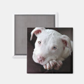 American Pit Bull Puppy Magnet Magneet (Voorkant / Achterkant)