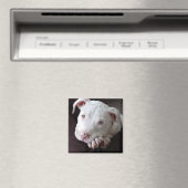 American Pit Bull Puppy Magnet Magneet (Insitu (Vaatwasser))