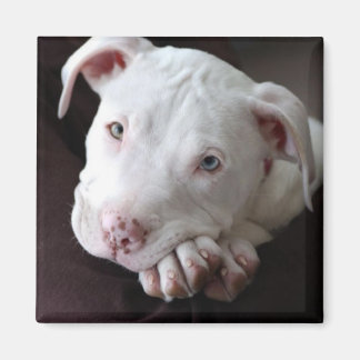 American Pit Bull Puppy Magnet Magneet