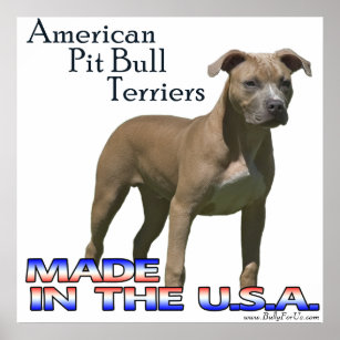 American Pit Bull Terrier (APBT) Poster