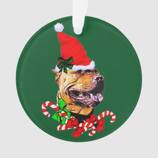 American Pit Bull Terrier Noël (devant)