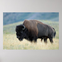 American Plains Bison