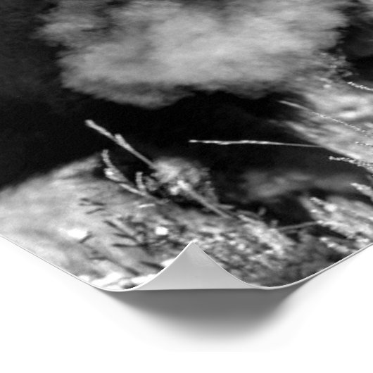 American Plains Bison Poster (Hoek)