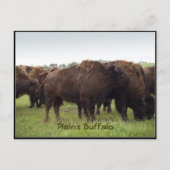 American Plains Buffalo Bison Briefkaarten (Voorkant)