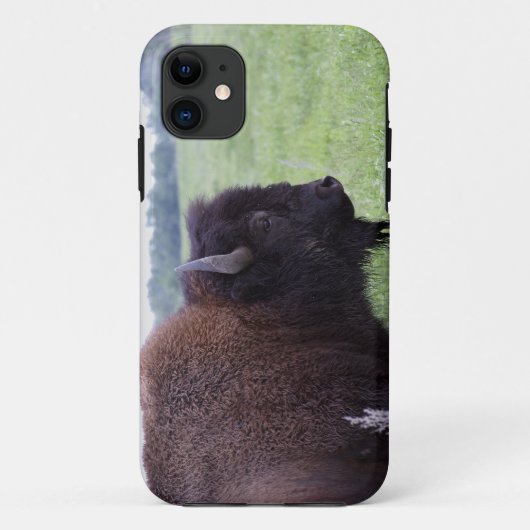 American Plains Buffalo Bison iPhone 5 Hoesje (Achterkant)
