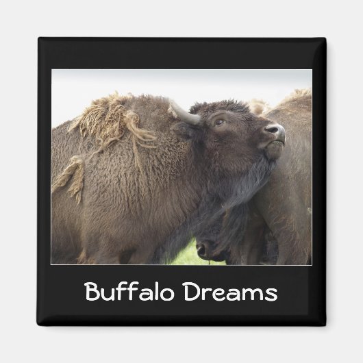 American Plains Buffalo Bison Magnet Magneet (Voorkant)