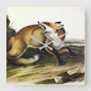 American Red Fox, Vulpes vulpes fulvus van Audubon Vierkante Klok