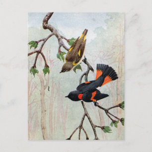 American Redstart Eye Cateronder Briefkaart