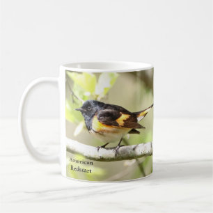 American Redstart Mok door BirdingCollectibles