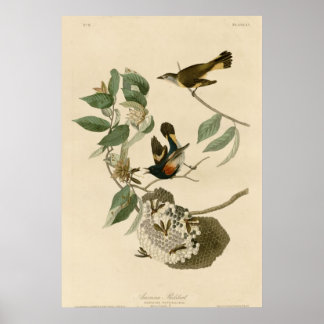 American Redstart Poster