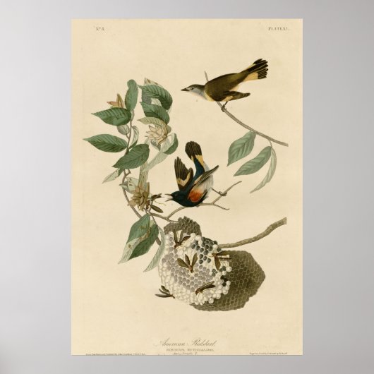 American Redstart Poster (Voorkant)