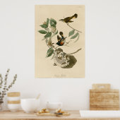 American Redstart Poster (Keuken)