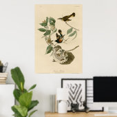 American Redstart Poster (Thuiskantoor)