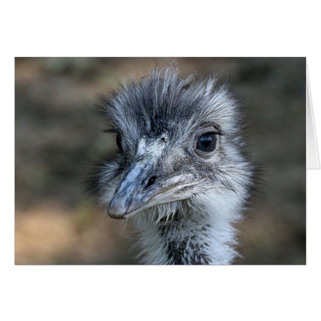 American Rhea Portrait (Devant horizontal)