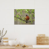 American Robin and Spring Blossoms Poster (Cuisine)