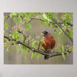American Robin and Spring Blossoms Poster