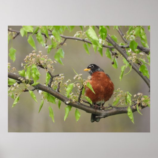 American Robin and Spring Blossoms Poster (Devant)