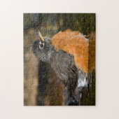 American Robin bathing 2 Legpuzzel (Verticaal)
