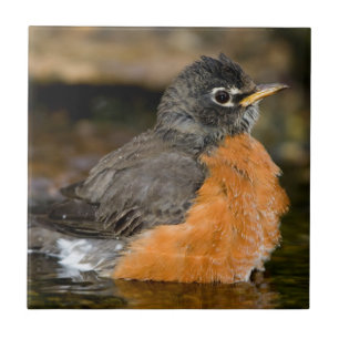 American Robin bathing 2 Tegeltje
