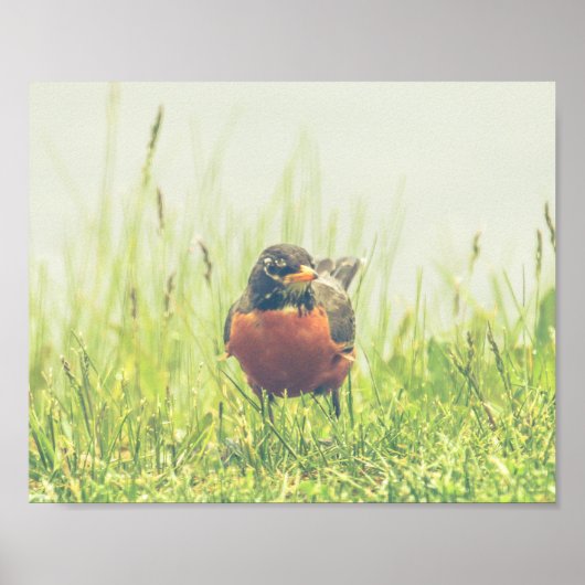 American Robin Bird Natuur Poster (Voorkant)