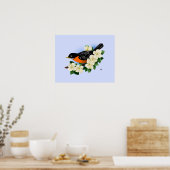 American Robin Bird Poster (Keuken)