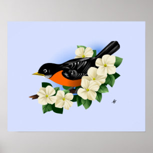 American Robin Bird Poster