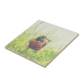 American Robin Bird Tegeltje (Zijkant)