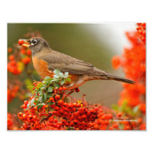 American Robin Loves Pyracantha Berries Foto Afdruk