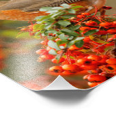 American Robin Loves Pyracantha Berries Foto Afdruk (Hoek)
