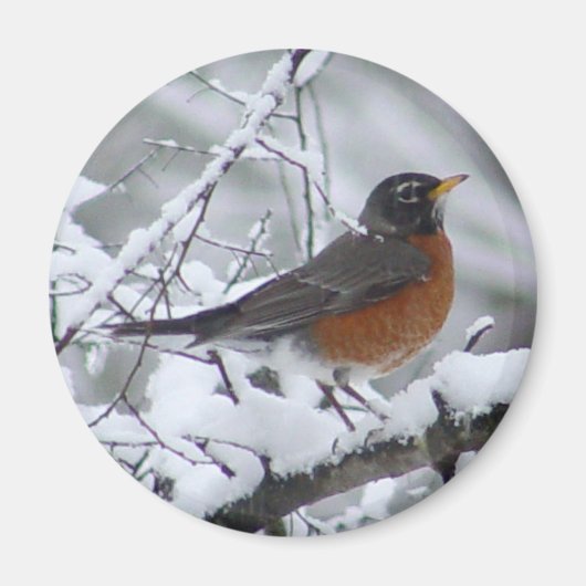American Robin Magnet (Devant)