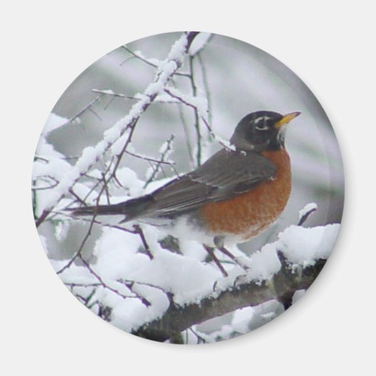 American Robin Magnet Magneet (Voorkant)