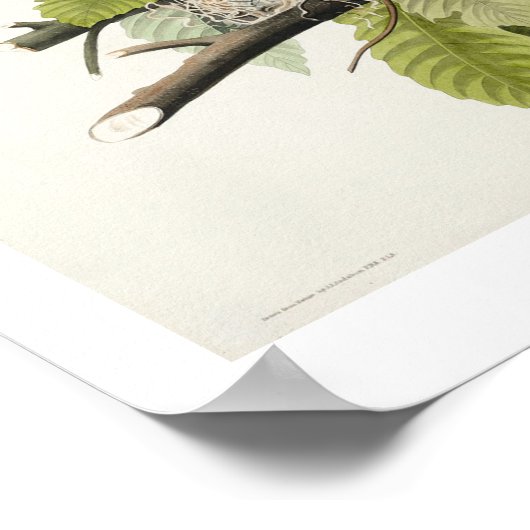 American Robin par Audubon Poster (Coin)