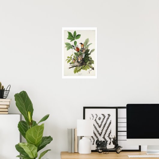 American Robin par Audubon Poster (Bureau à domicile)