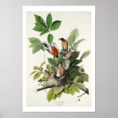 American Robin par Audubon Poster (Devant)