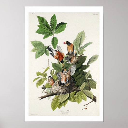 American Robin par Audubon Poster (Devant)