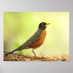 American Robin Photo Poster