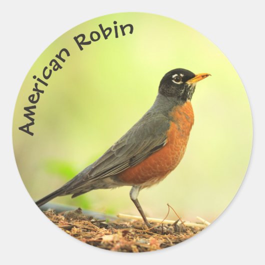American Robin Photo Ronde Sticker (Voorkant)