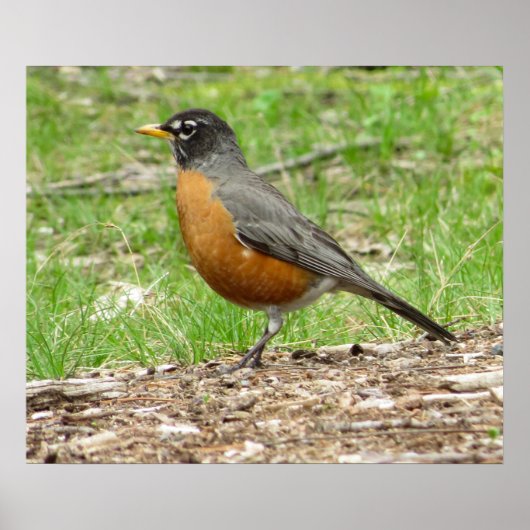 American Robin Poster (Voorkant)