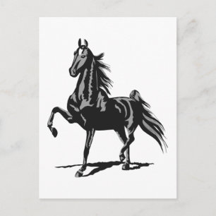 American Saddlebred Briefkaart
