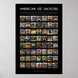 "American Salticids" Jumping Spider faces Poster