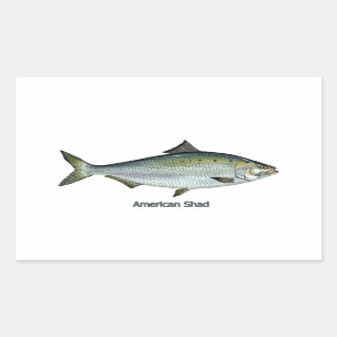 American Shad Rechthoekige Sticker