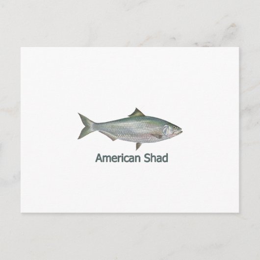 American Shad (titel) Briefkaart (Voorkant)
