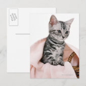 American Shorthair 2 Briefkaart (Voorkant / Achterkant)