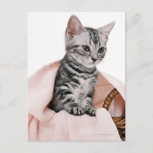 American Shorthair 2 Briefkaart (Voorkant)