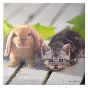 American Shorthair & Bunny Tegeltje