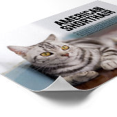 American Shorthair Cat Breed Poster (Hoek)