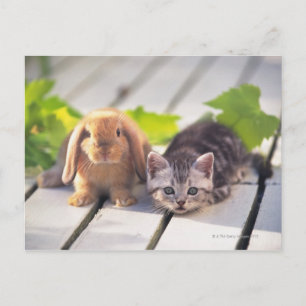 American Shorthair; is de populairste en meest pop Briefkaart